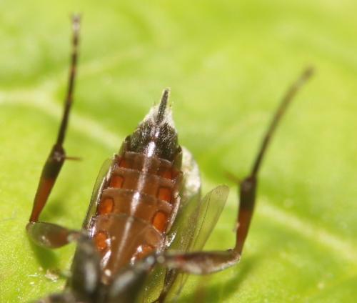 Réf. 298 149 : Baranisobas ridibundus